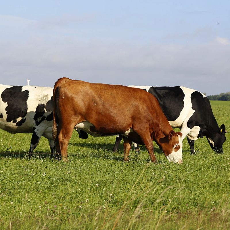 Ανακοινώσεις